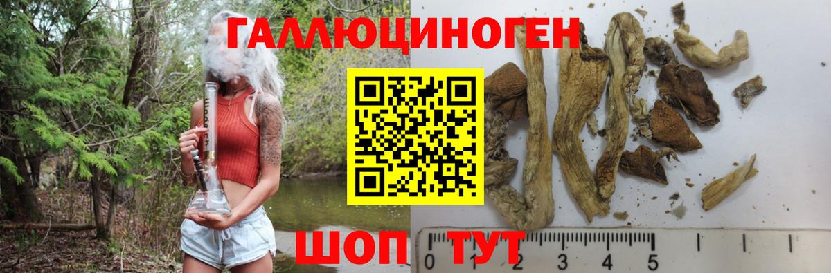 Псилоцибиновые грибы Cubensis Бердск